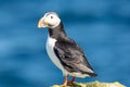 puffin on island of Grimsey in North Iceland Royalty Free Stock Photo
