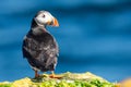 puffin on island of Grimsey in North Iceland Royalty Free Stock Photo
