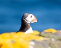 puffin on island of Grimsey in North Iceland Royalty Free Stock Photo
