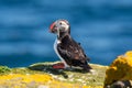 puffin on island of Grimsey in North Iceland Royalty Free Stock Photo