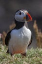 Puffin - Island of Lunga - Scotland Royalty Free Stock Photo