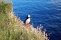 Puffin in Island Royalty Free Stock Photo