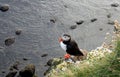 Puffin in Island 1 Royalty Free Stock Photo