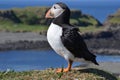 Puffin, isle of Lunga, Argyll, Scotland