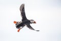 Puffin, Isle of May, Scotland