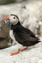 Puffin with in its beak fish
