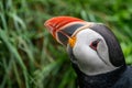 Puffin with its beak mouth open, in Iceland Royalty Free Stock Photo