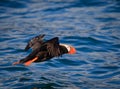 Puffin flying low over Glacier BayÃ¯Â¼Å Alaska Royalty Free Stock Photo