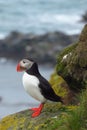 Puffin at Latrabjarg bird cliffs, Westfjords, Iceland Royalty Free Stock Photo