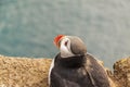 Puffin - Latrabjarg, Iceland.