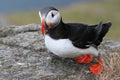 Puffin like a duck Royalty Free Stock Photo