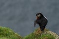 Puffin, little cute and colorful bird cleaning its wing, Mykines island, Faroe Islands Royalty Free Stock Photo