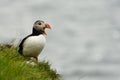 Puffin, little cute and colorful bird navigating other puffins, Mykines island, Faroe Islands Royalty Free Stock Photo