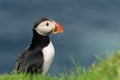 Puffin, little cute and colorful bird, side face picture of a bird with colorful beak, Mykines island, Faroe Islands Royalty Free Stock Photo