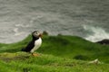 Puffin, little cute and colorful bird sitting at the top of the cliff in a rain, Mykines island, Faroe Islands Royalty Free Stock Photo