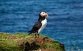 Puffin looking out to the sea on Lunga Island in Scotland Royalty Free Stock Photo