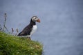 Puffin looking the sea