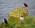 Puffin (Lunda) Royalty Free Stock Photo