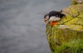 Puffin (Lunda) Royalty Free Stock Photo