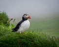 Puffin (Lunda) Royalty Free Stock Photo