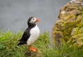 Puffin (Lunda) Royalty Free Stock Photo