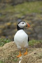 Puffin, Lunga Royalty Free Stock Photo