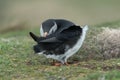 Puffin Lunga Fratercula arctica Royalty Free Stock Photo