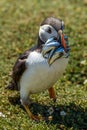 Puffin with a mouth full of sand eels near a burrow Royalty Free Stock Photo