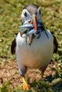 Puffin with a mouth full of sand eels near a burrow Royalty Free Stock Photo