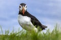 Puffin at the Mykines island at Faroe Islands