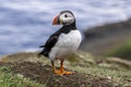 Puffin at the Mykines island at Faroe Islands