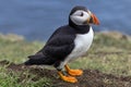 Puffin at the Mykines island at Faroe Islands