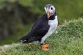 Puffin at the Mykines island at Faroe Islands