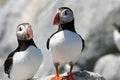 Puffin pair Royalty Free Stock Photo