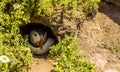 A Puffin peeps out of her burrow on Skomer Island, Wales