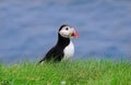 Puffin perched on a lush green lawn Royalty Free Stock Photo