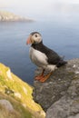 Puffin on the coast