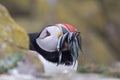 Puffin with pilchards in the bill, Farne islands Royalty Free Stock Photo