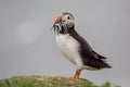 Puffin with pilchards in the bill, Farne islands Royalty Free Stock Photo
