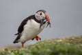 Puffin with pilchards in the bill, Farne islands Royalty Free Stock Photo