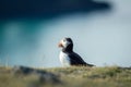 Puffin portrait outdoors