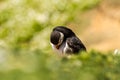 Puffin preening feathers Royalty Free Stock Photo