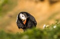 Puffin preening feathers Royalty Free Stock Photo