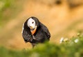 Puffin preening feathers Royalty Free Stock Photo