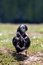 A Close Up of an  Atlantic Puffin Preening Royalty Free Stock Photo