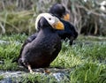 A puffin in profile perched on a rock Royalty Free Stock Photo