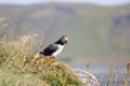 Puffin on a Promontory in Iceland