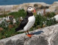 Puffin on Protected Maine Island Royalty Free Stock Photo