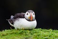 Puffin resting on Skomer Island, Wales Royalty Free Stock Photo