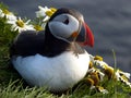 Puffin on a rock Royalty Free Stock Photo